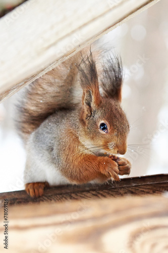 Squirrel nibbles Nut