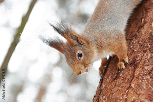 Squirrel on tree © Sergey Ryzhov