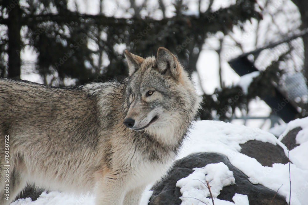 Grey wolf in snow Grey wolf in snow