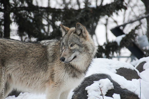 Grey wolf in snow © small1