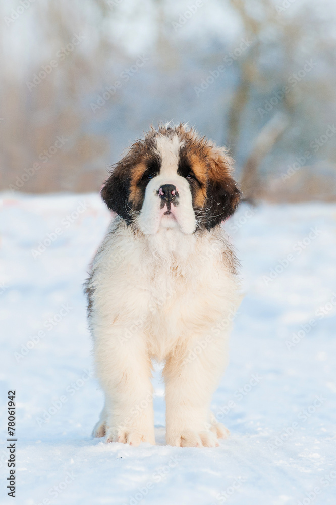 Saint bernard puppy in winter