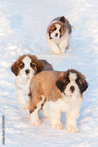 Litter of saint bernard puppies walking in winter
