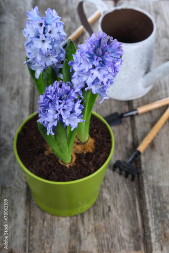 Blue hyacinths and garden tools