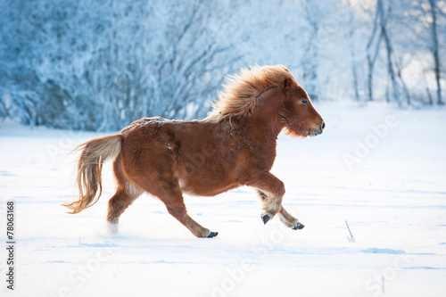 Little furry shetland pony running in winter