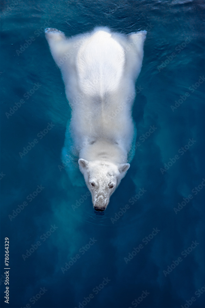 Fototapeta premium Pływający niedźwiedź polarny, biały miś w błękitnej wodzie