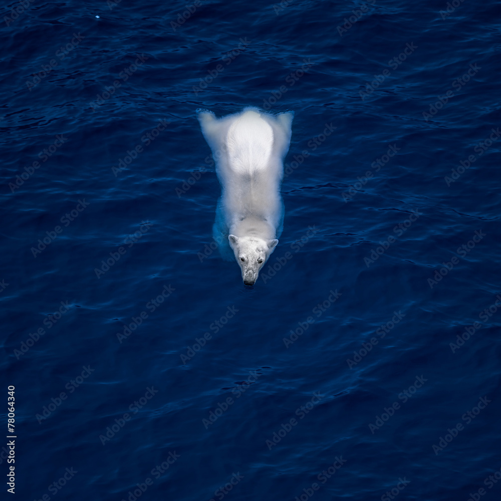 Fototapeta premium Swimming polar bear, white bear in blue water