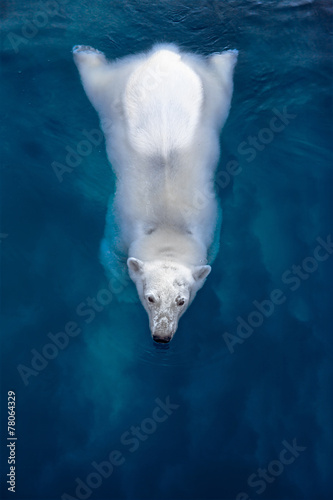 Swimming polar bear, white bear in blue water