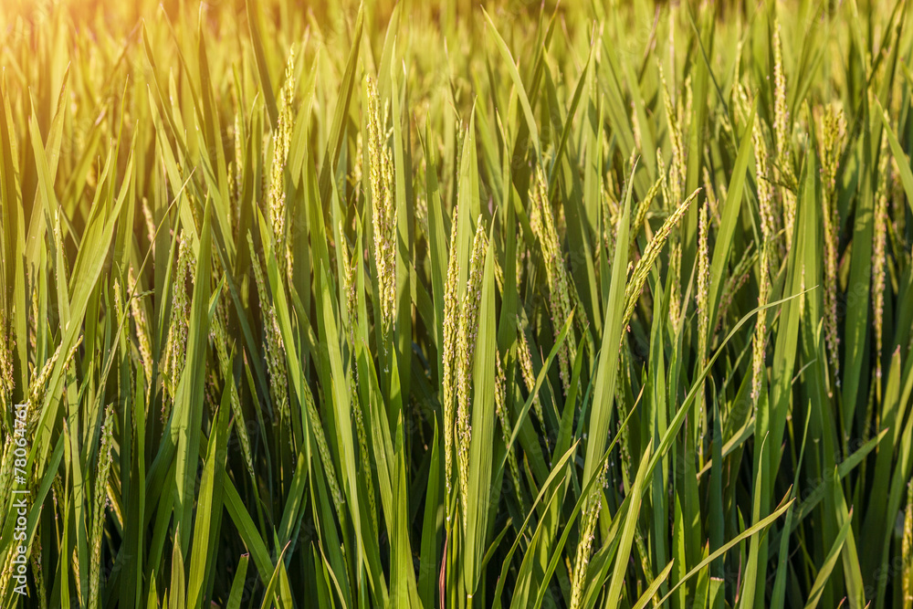 Rice in India