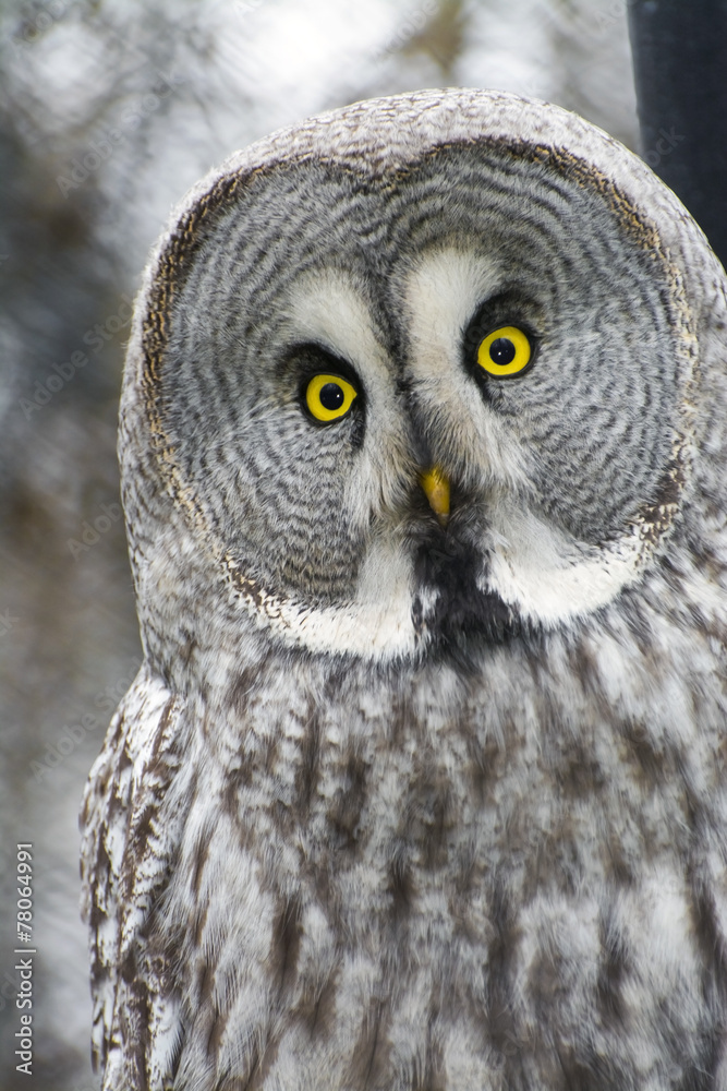 Great gray owl (Strix nebulosa) Great gray owl (Strix nebulosa)