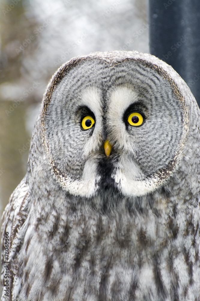 Great gray owl (Strix nebulosa) Great gray owl (Strix nebulosa)