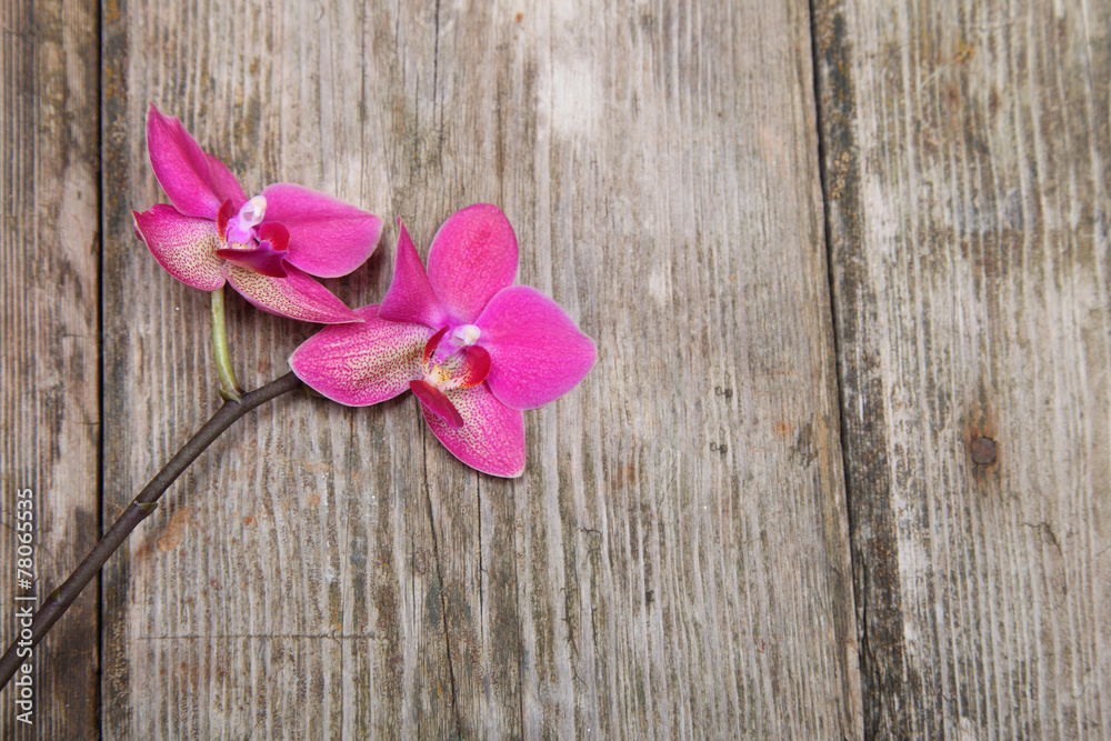 Orchid(Phalaenopsis ) on a wooden background Orchid(Phalaenopsis ) on a wooden background