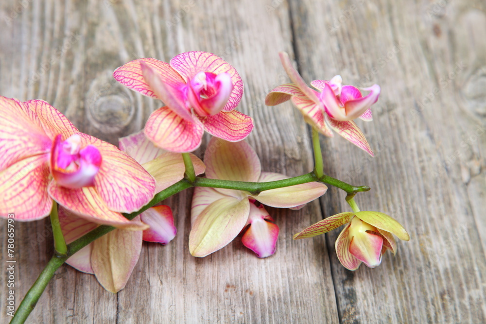 Orchid(Phalaenopsis ) on a wooden background