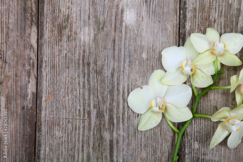 Fototapeta Naklejka Na Ścianę i Meble -  Orchid(Phalaenopsis ) on a wooden background