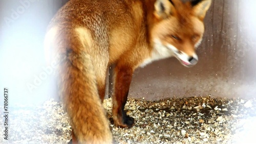 Fox in the Zoo photo