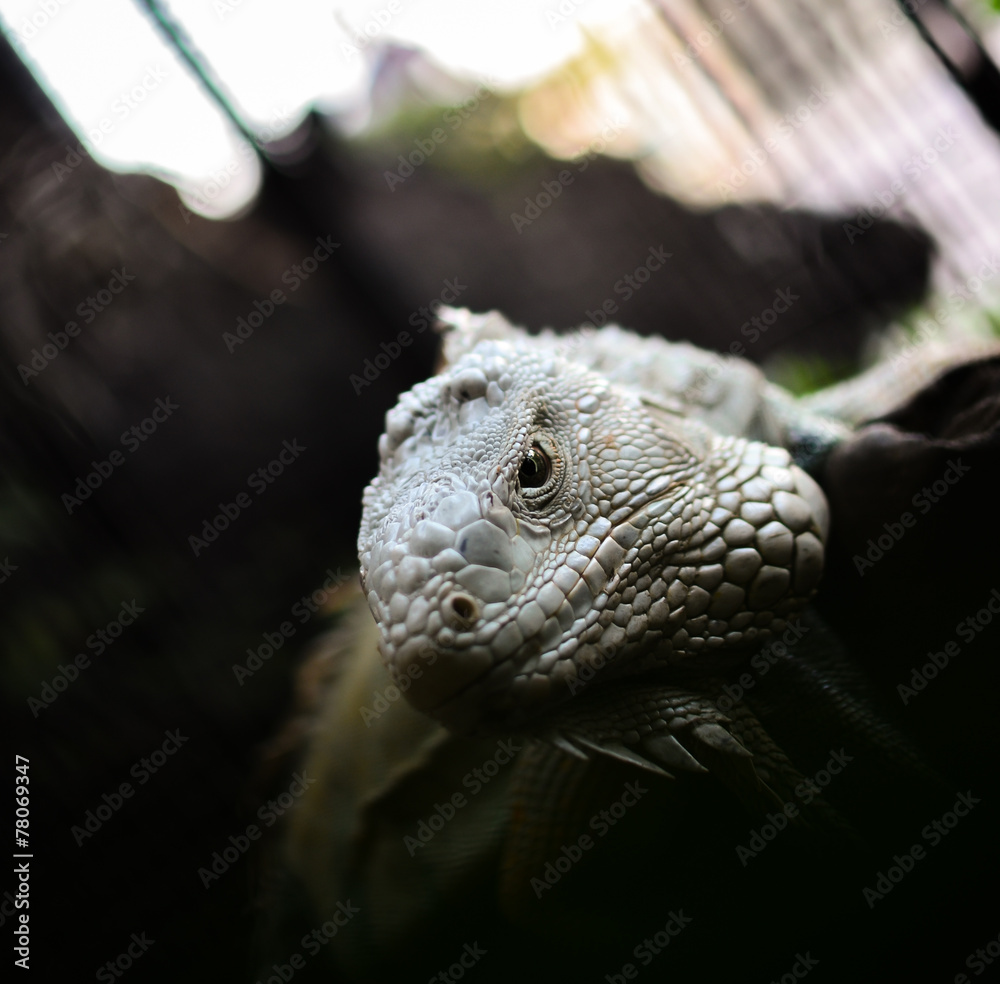 Obraz premium iguana