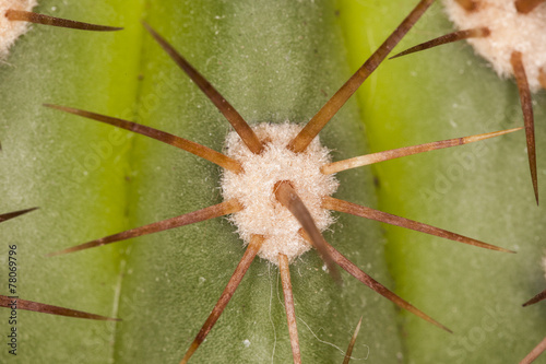 cactus needle background