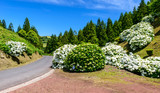 Road with hortensia's, Azores, Portugal, Europe