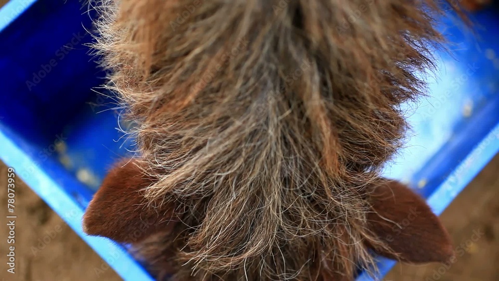 Close up of hungry horse eating from feed bucket. HD. 1920x1080