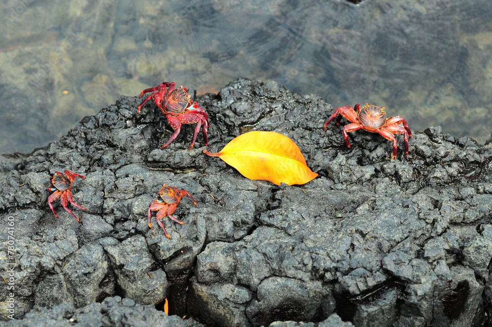 Sally Lightfoot Crab ore Red cliff crab from Galapagos Islands Sally Lightfoot Crab ore Red cliff crab from Galapagos Islands