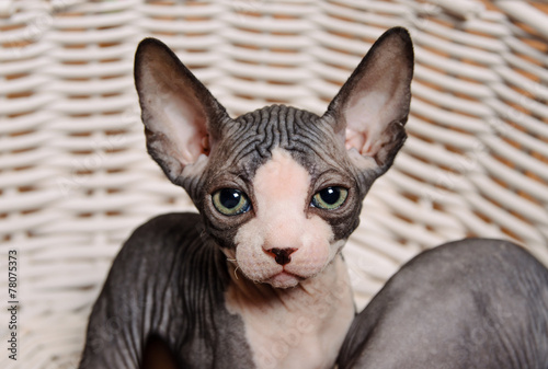 Serious Gray Little Sphynx looking at the Camera © Daddy Cool
