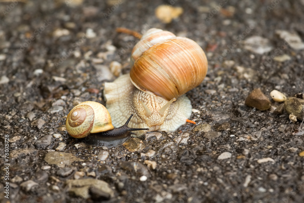 two snails two snails