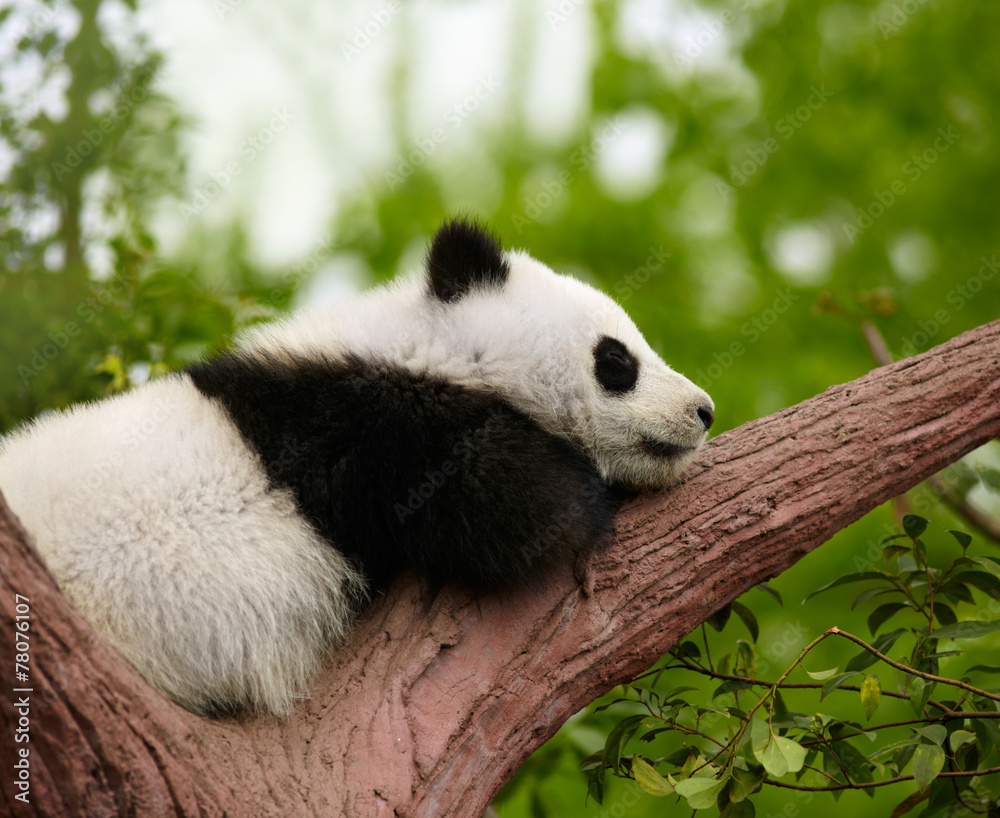Fototapeta premium Sleeping giant panda baby