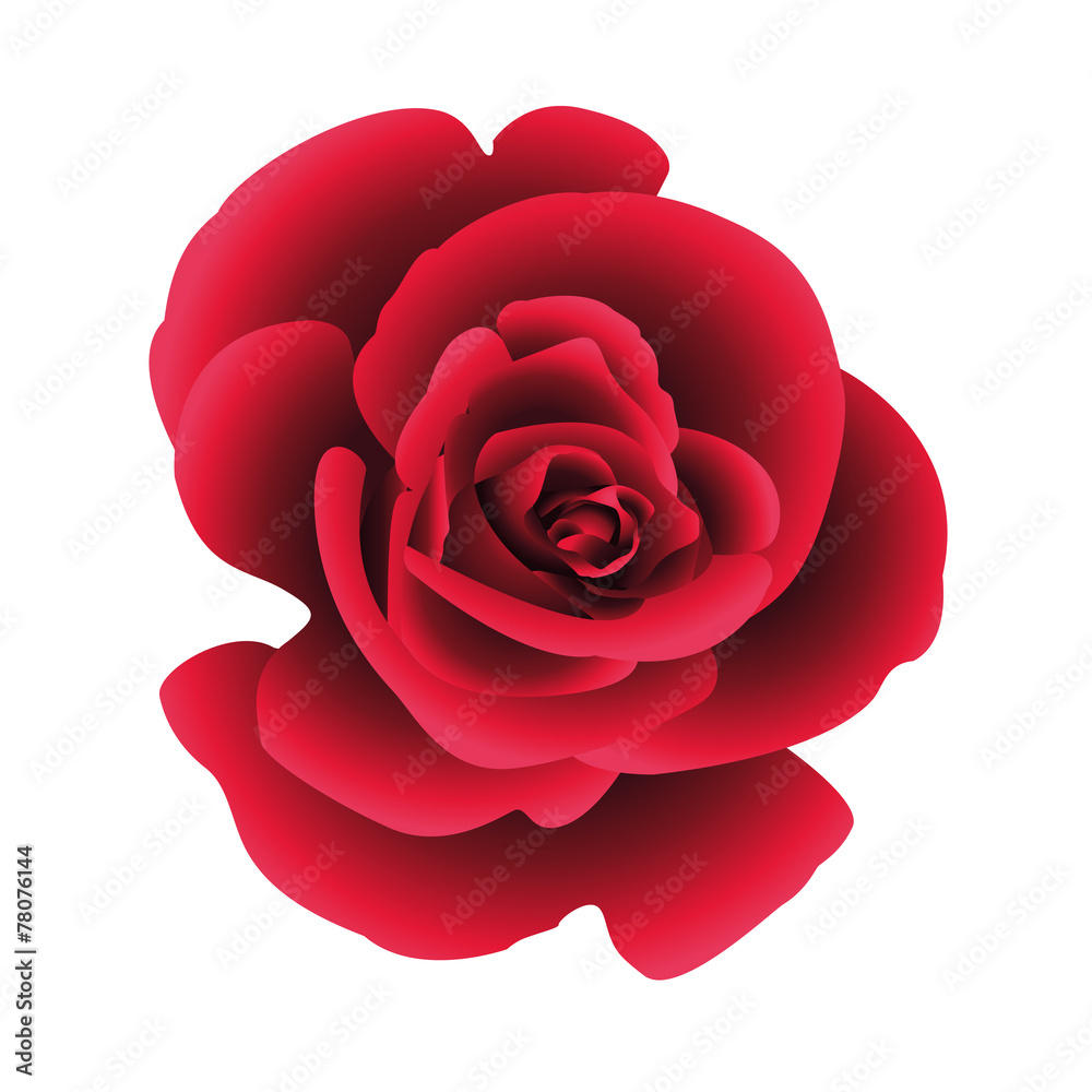 Single flower rose. Vector. Single flower rose. Vector.
