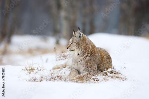 Lynx lies and rests in the snow