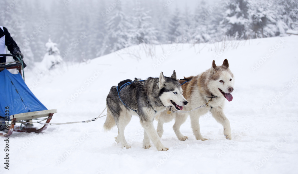 Siberian Husky dogs in the snow