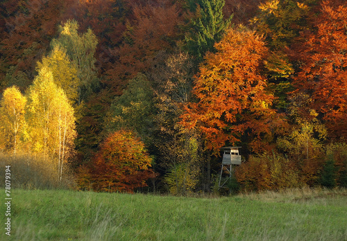 Vibrant autumn landscape