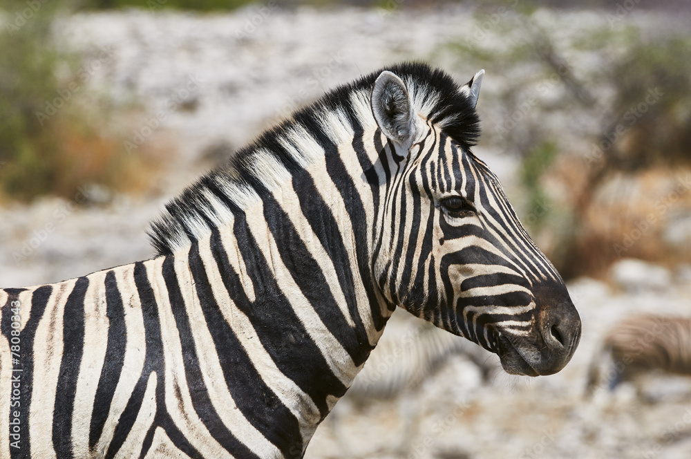 Zebra portrait