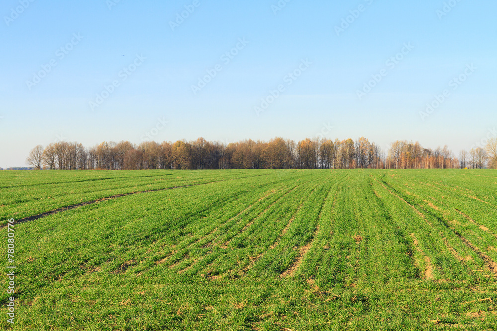 Autumn landscape. Sown field and forest on a clear blue sky