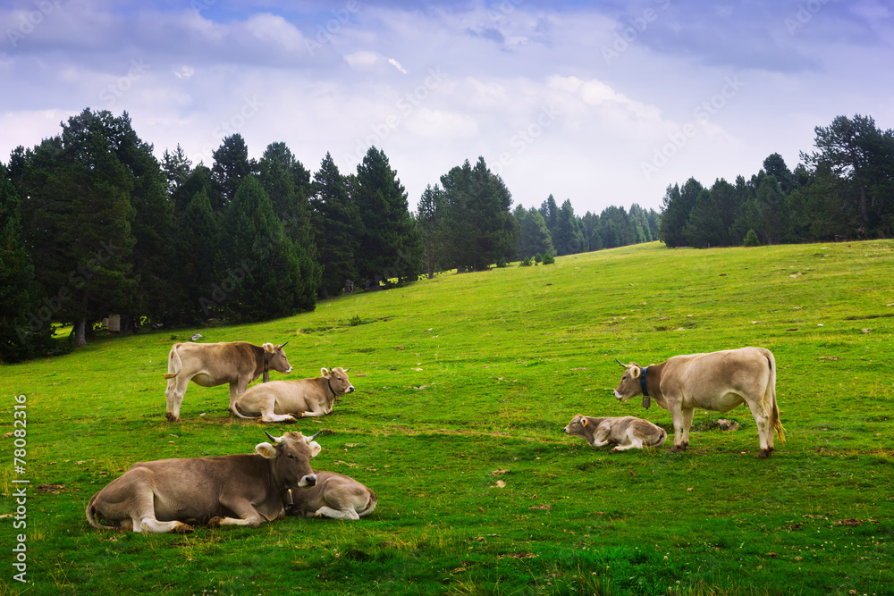 Fototapeta premium Cows in forest meadow in summer