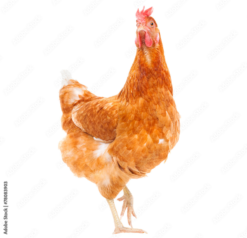 Fototapeta premium całe ciało brązowego kurczaka kura stojąca na białym tle biały deseń