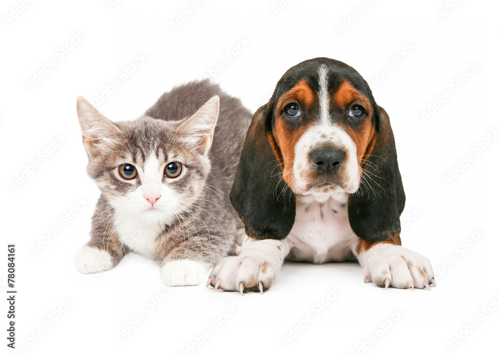 Basset Hound Puppy and Kitten