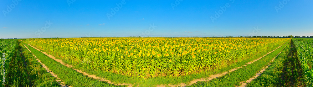 Country road panorama