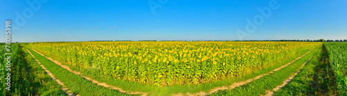 Country road panorama