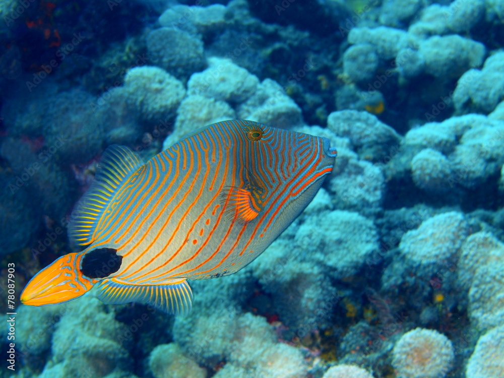 Coral fish, Island Bali, Tulamben Coral fish, Island Bali, Tulamben