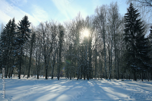 landscape winter snow forest