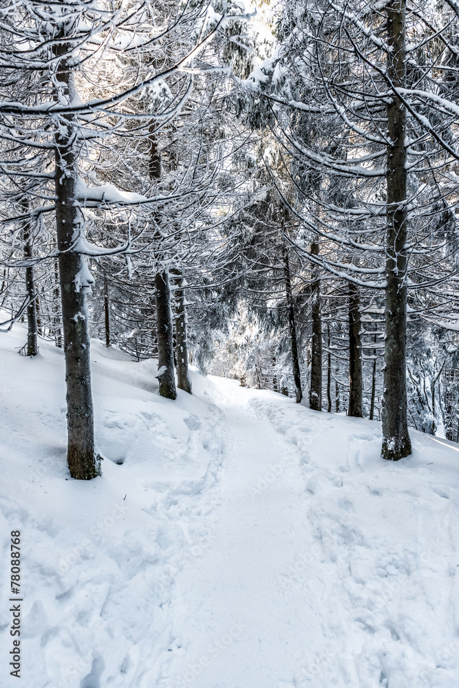 winter hike