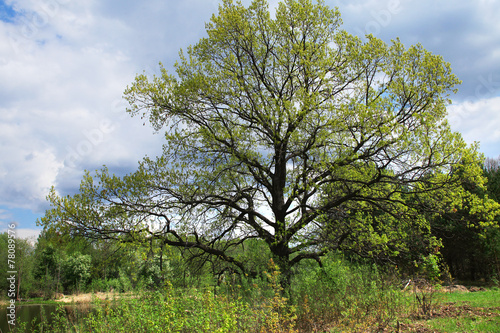tree on the bank of the river