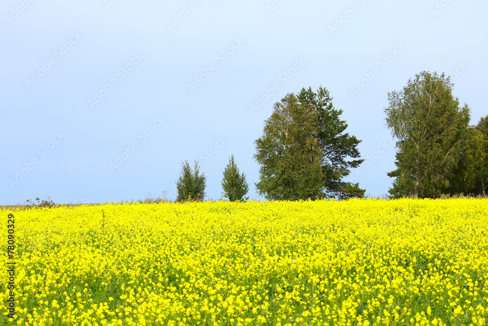 rapeseed field rapeseed field