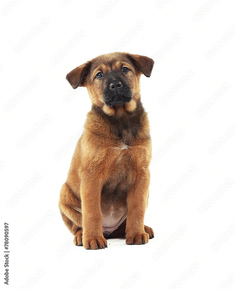 Obraz premium Cute puppy isolated on white