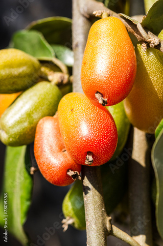Elaeagnus latifolia in Thailand