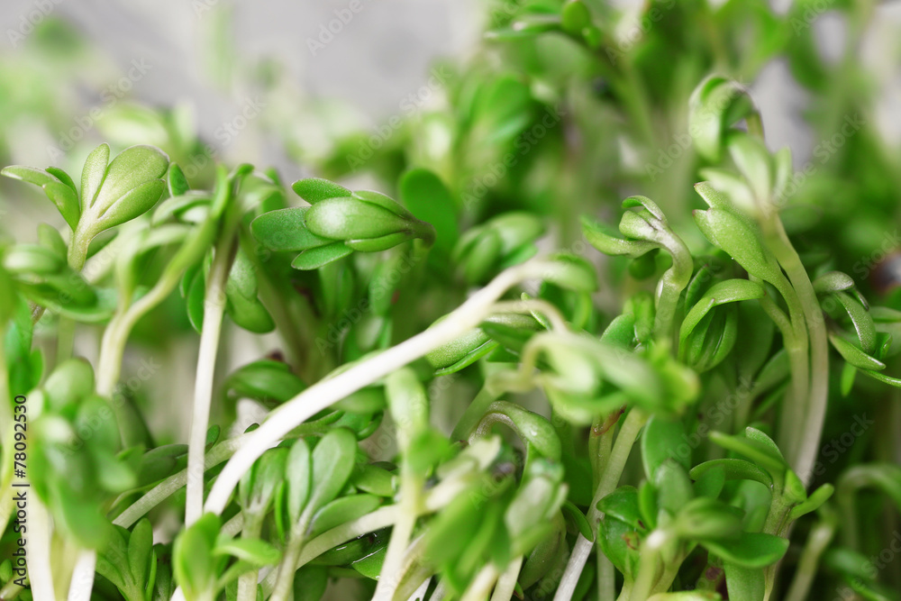 Obraz premium Fresh cress salad on light blurred background