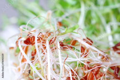 Fresh cress salad on light blurred background