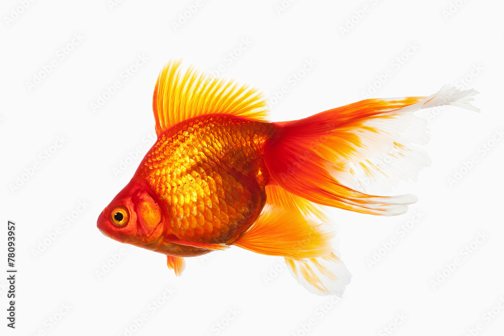 Fototapeta premium Fish. Orange Gold Fish Isolated on White Background