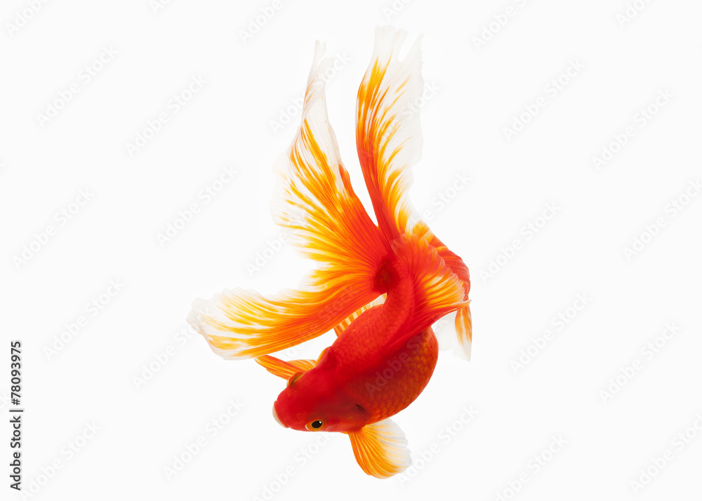 Fototapeta premium Fish. Orange Gold Fish Isolated on White Background