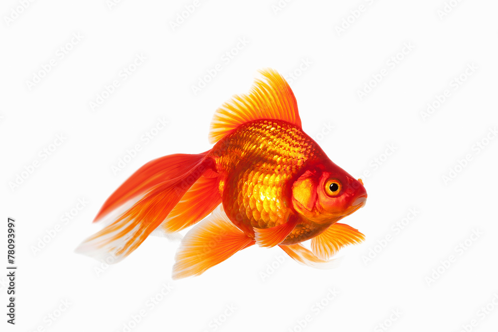 Fish. Orange Gold Fish Isolated on White Background Fish. Orange Gold Fish Isolated on White Background