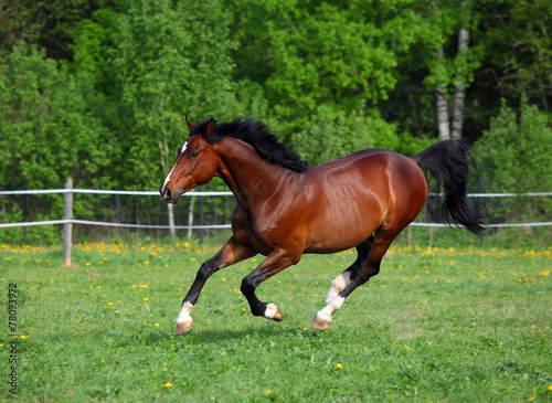 Bay horse running on a paddock